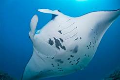 Komodo and Diving Tour 3D2N